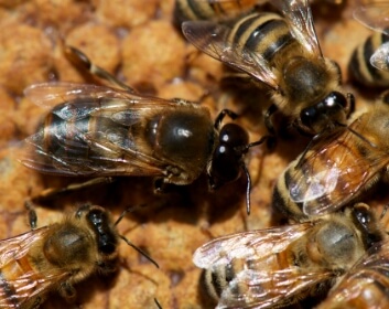 Honey Bee: Drone