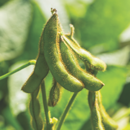 soybean on vine.